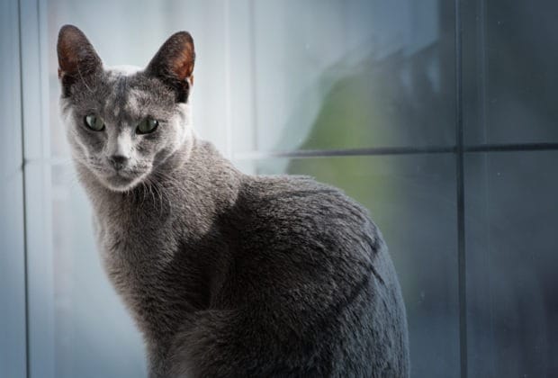 The signs your cat has diabetes – What you need to know