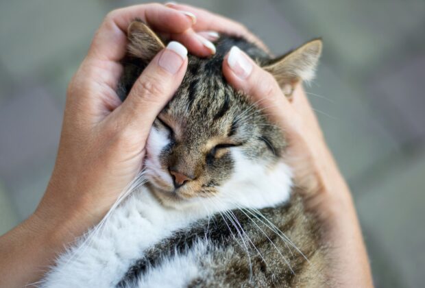 Dietary advice for senior cats – What you need to know