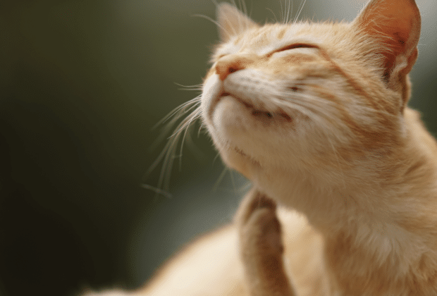 Dry Skin – Cat Diet & Food Advice