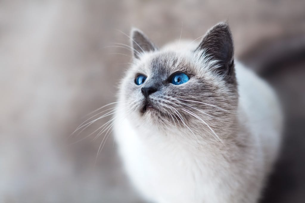 Try limited ingredient cat food for allergies in your feline friend