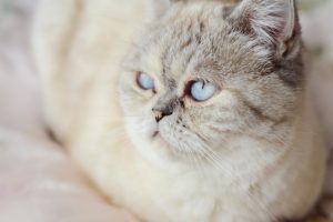 Why is my cat fat and how can I help them lose weight?