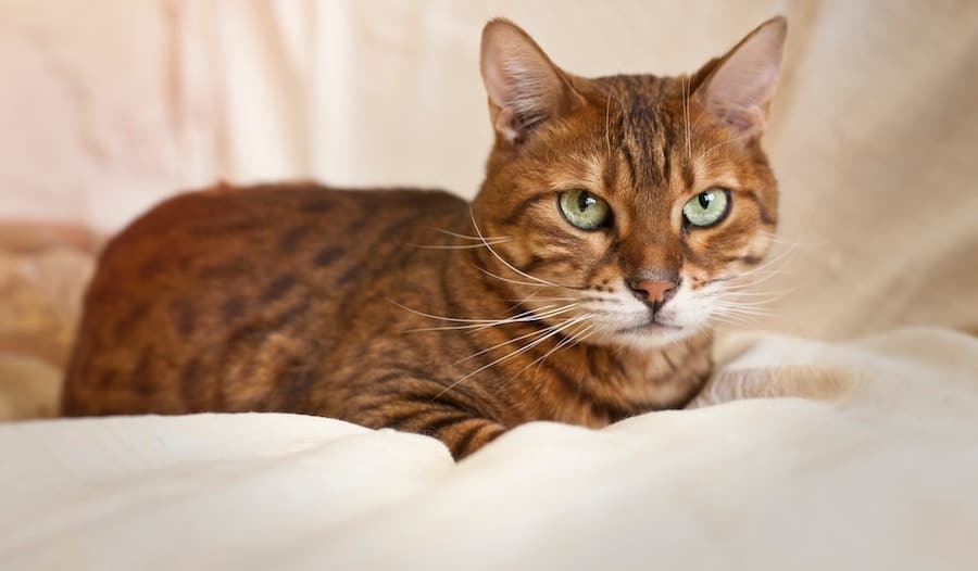 How To Help Cats With A Sensitive Stomach Reveal Pet Food