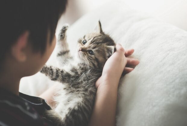 What should you feed a kitten (beginner’s guide)