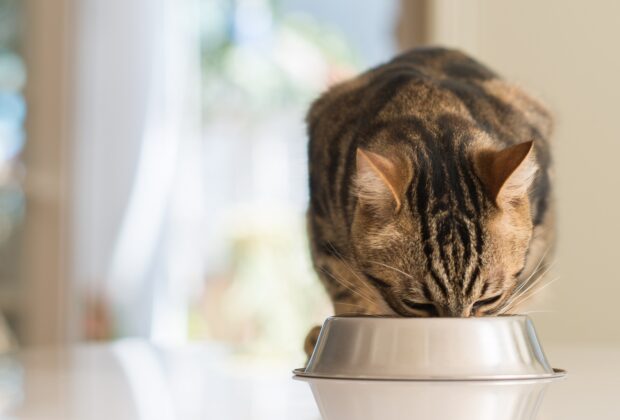 Should you be feeding your cat a raw diet?