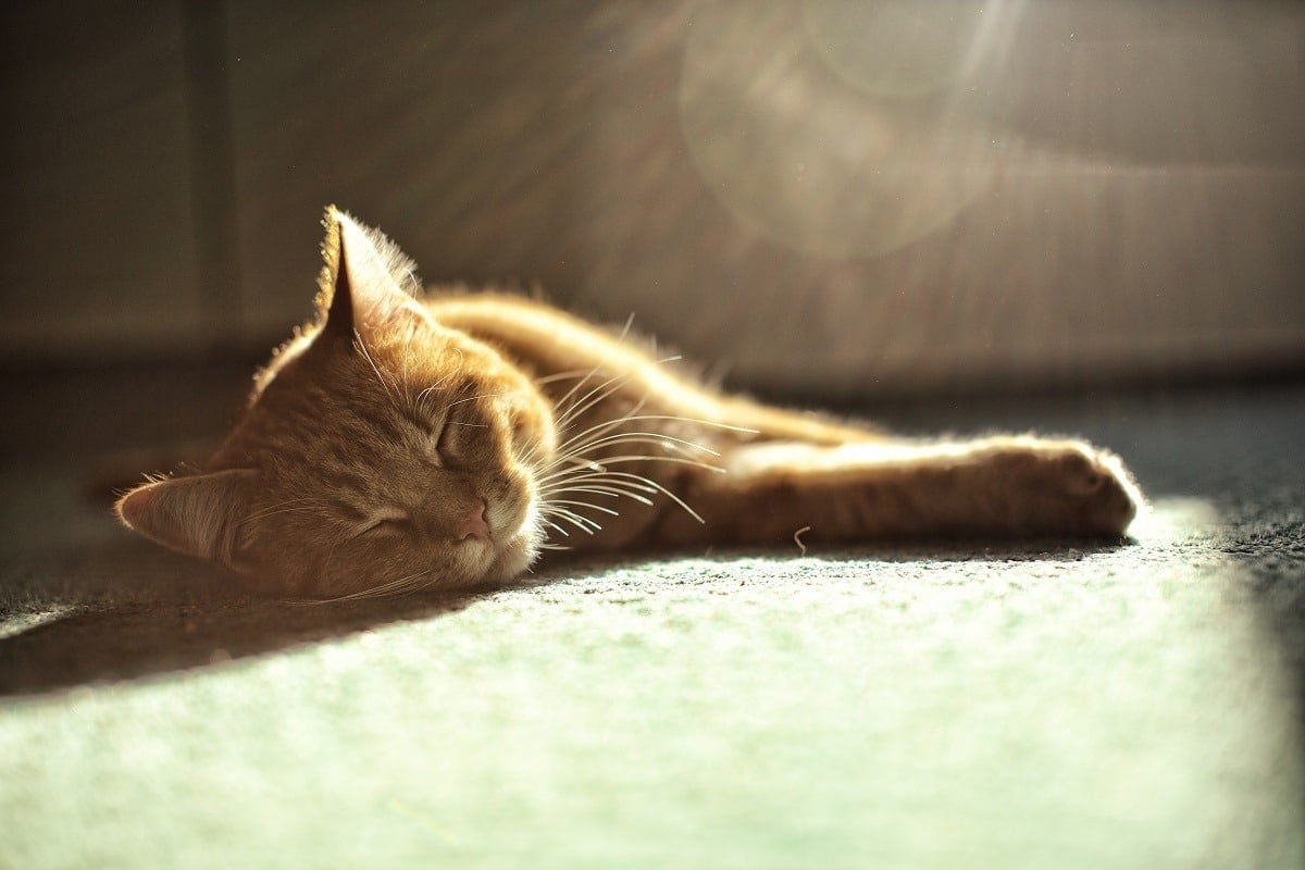 The signs your cat may have heatstroke (and how to prevent it)