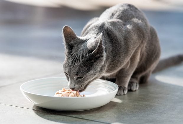 How to tell if your cat is eating enough