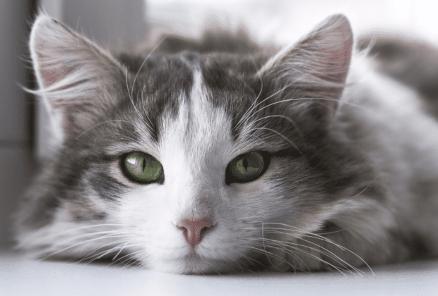 Common cat behavioral issues – Diet & Treatment Advice