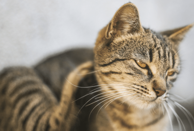 Can cats have seasonal allergies?