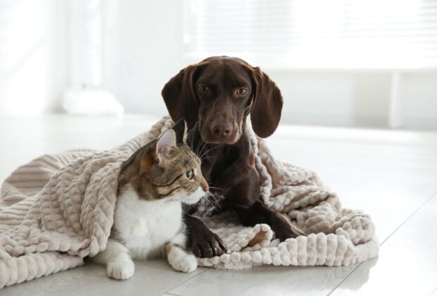 Do older cats and puppies get along?