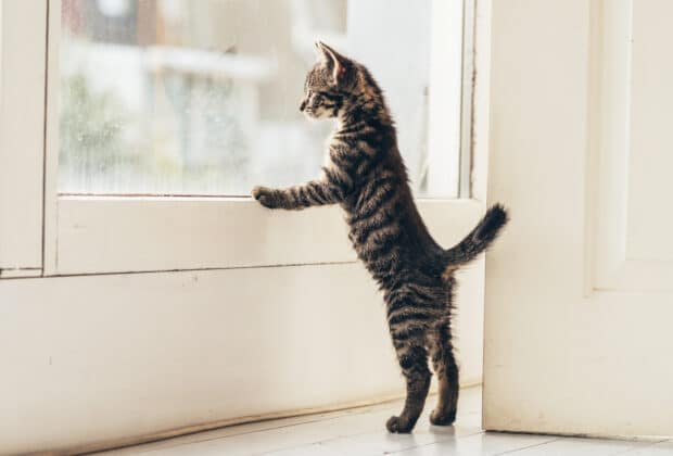 When can kittens go outside for the first time?