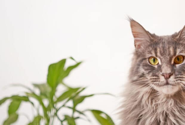 Guide to US plants poisonous to cats
