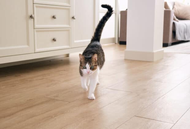 My cat has started walking slowly — What does this mean?