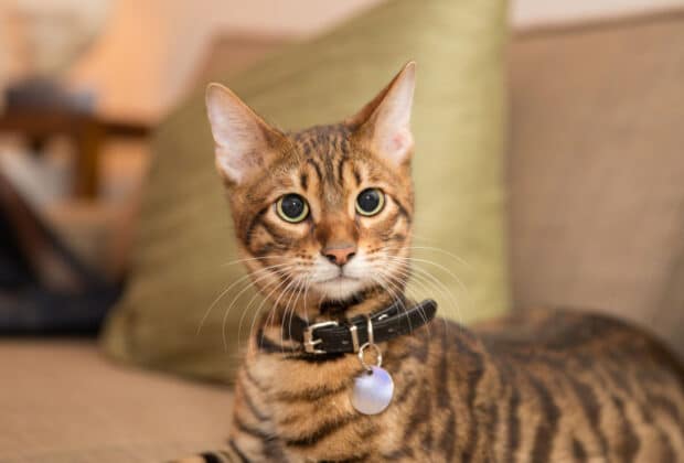 Does my cat need to wear a collar?