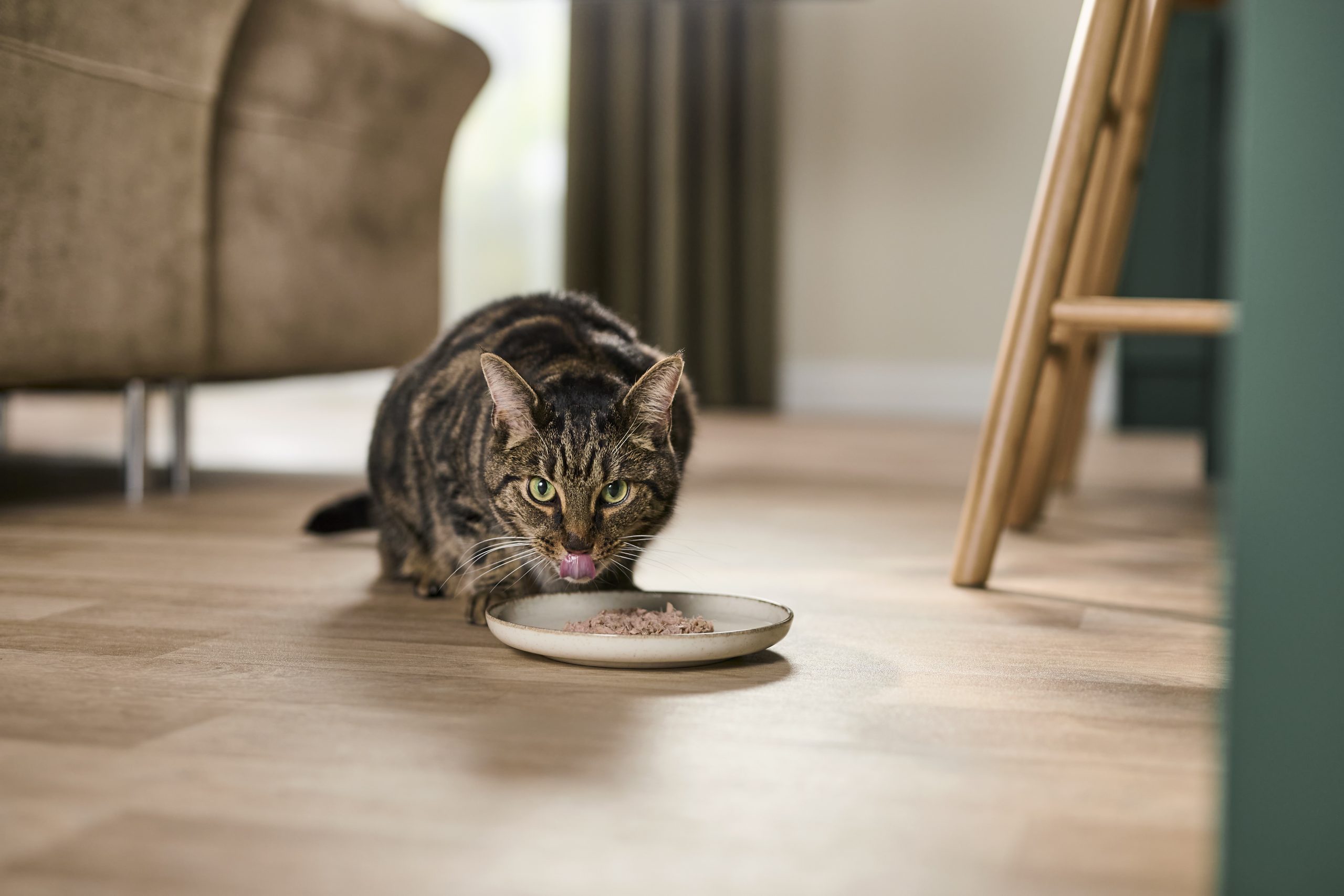cat licking its lips while eating