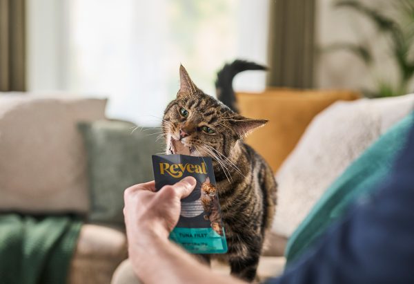 Tabby cat eating Reveal tuna filet treat