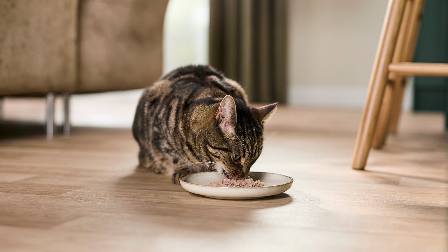 Reveal tabby cat eating