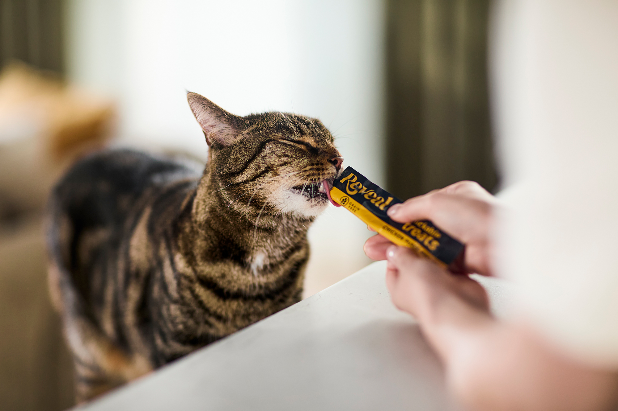 tabby cat licking chicken puree Reveal lickable treat