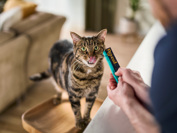 tabby cat licking Reveal tuna puree lickable treat