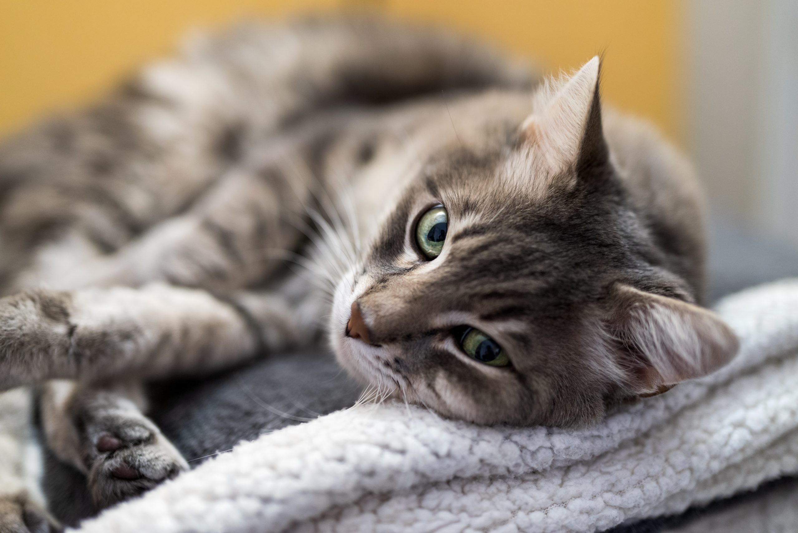 gray cat laying looking at the camera