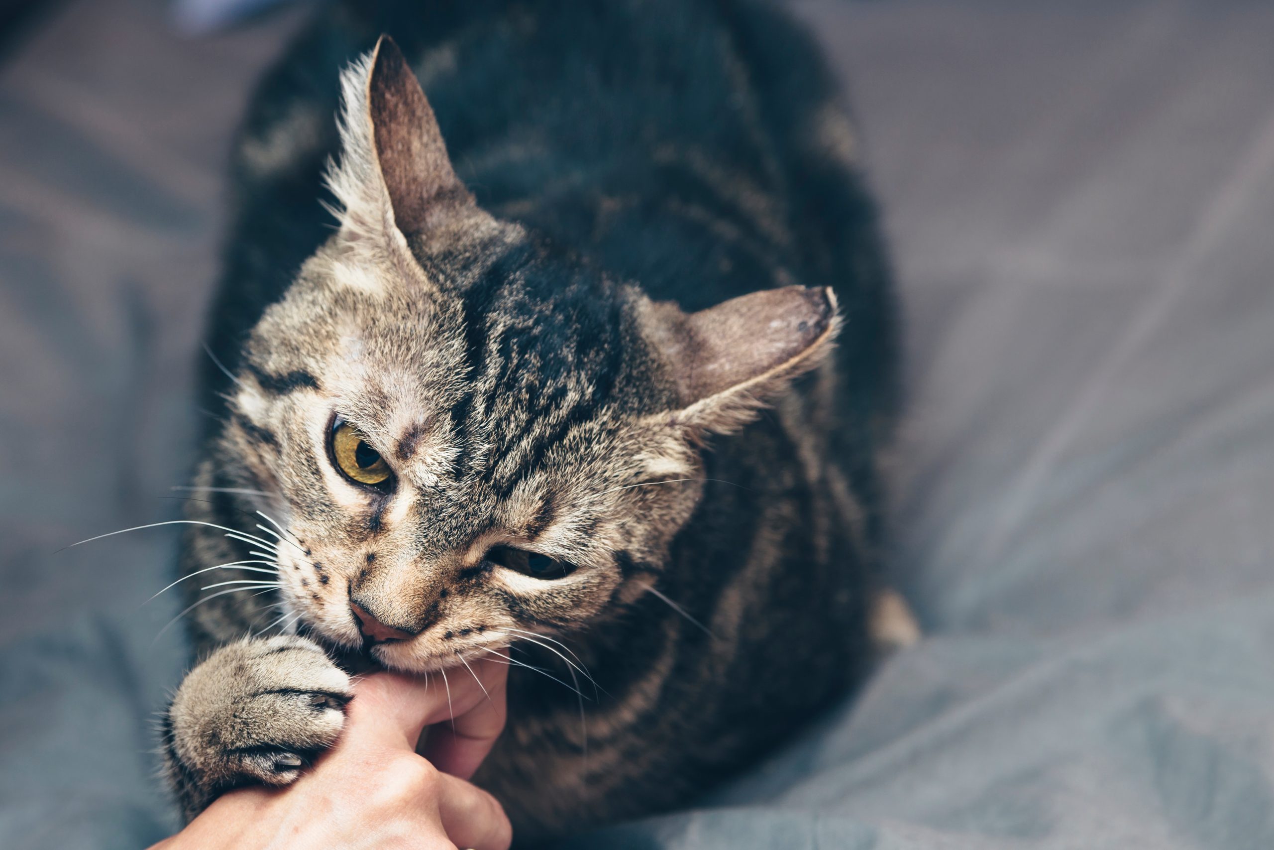 Cat biting someone's hand