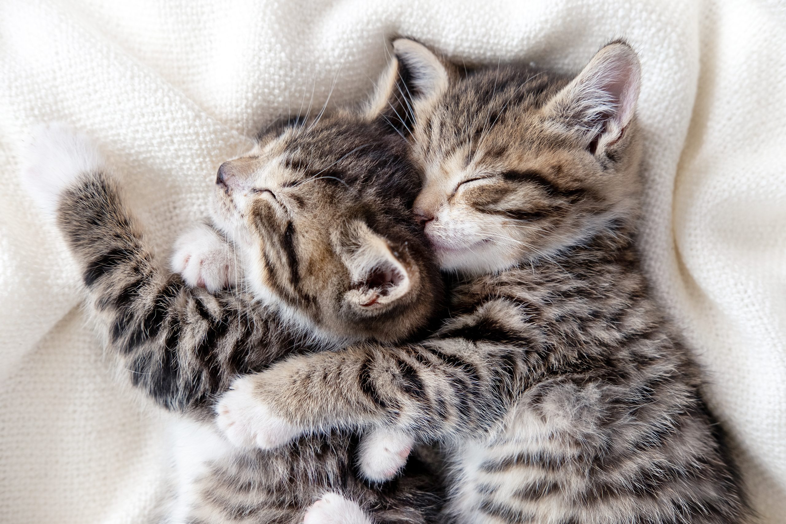 two striped kittens sleeping