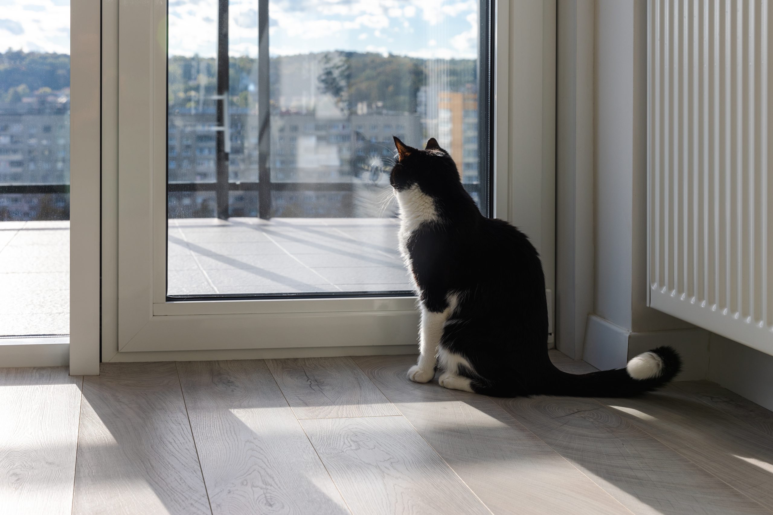 black and white cat looking out the glass door