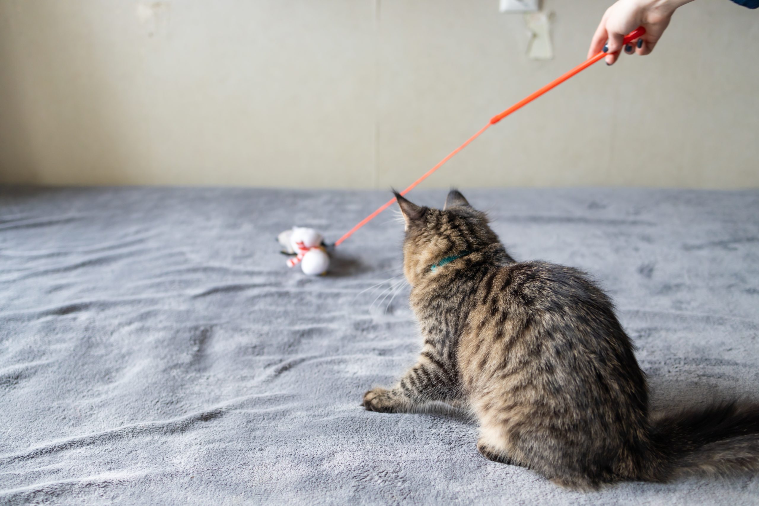 cat looking away at cat toy