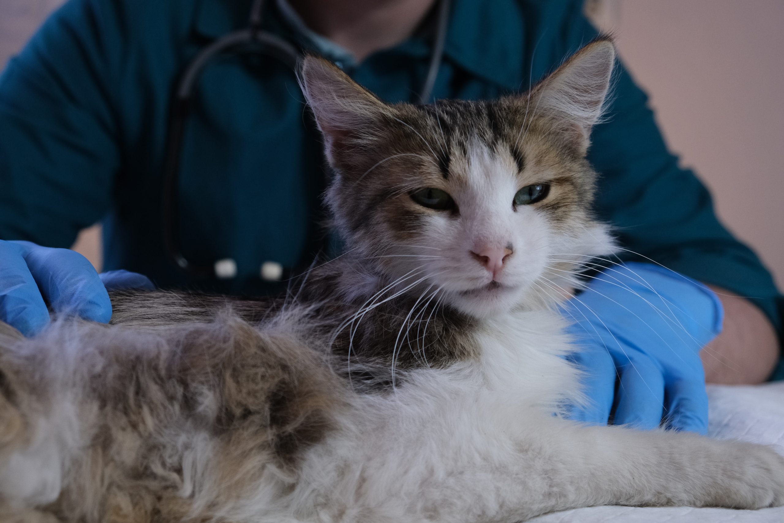 vet examining a cat