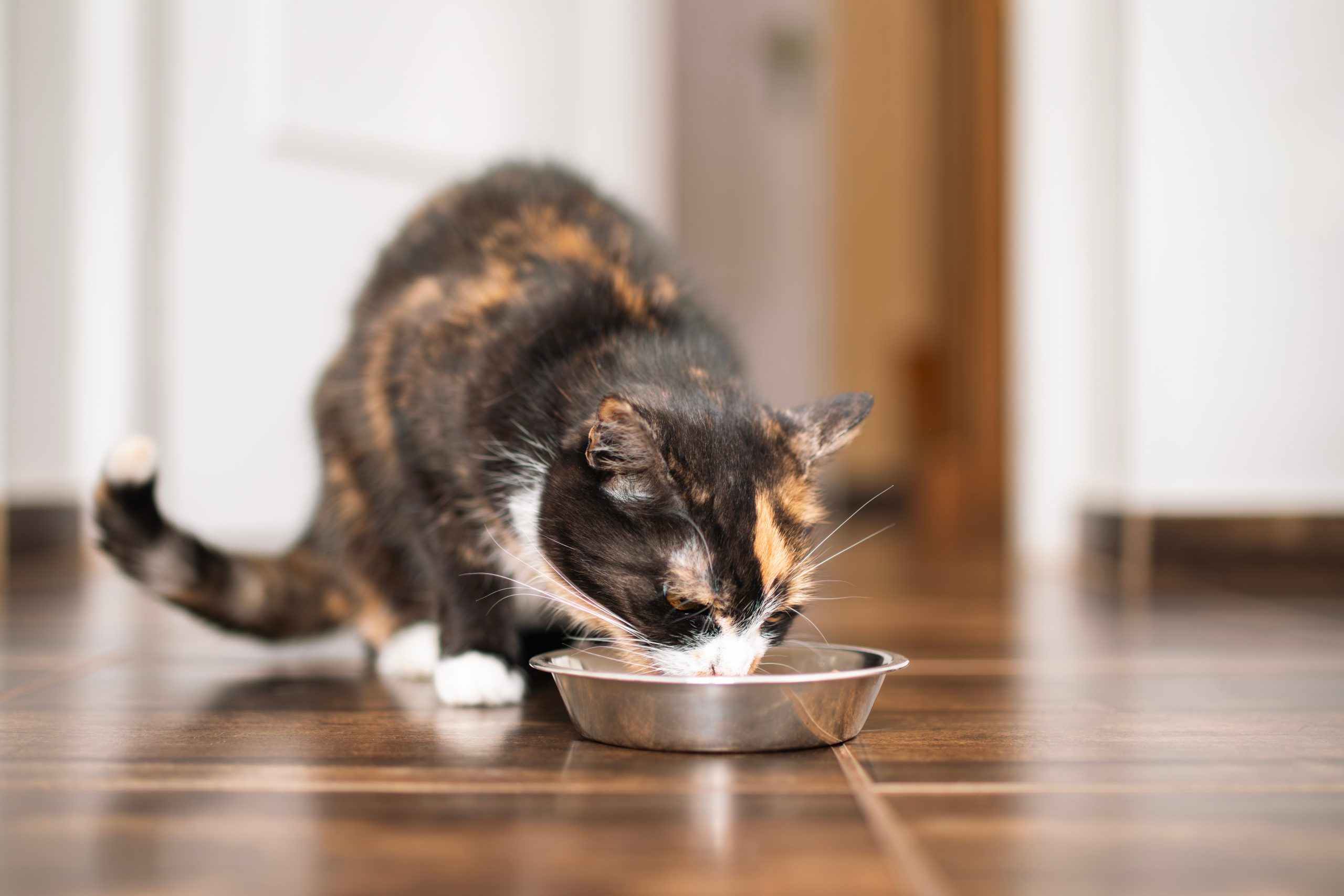 calico cat eating from metal bowl