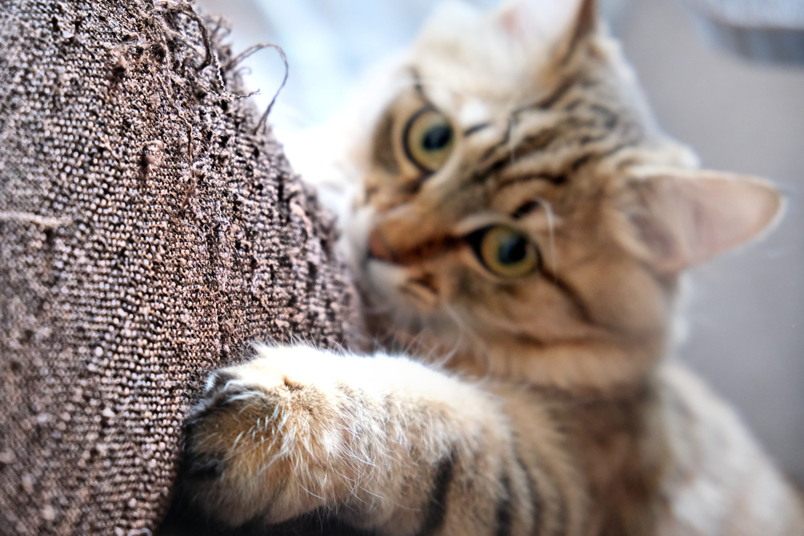 cat scratching material