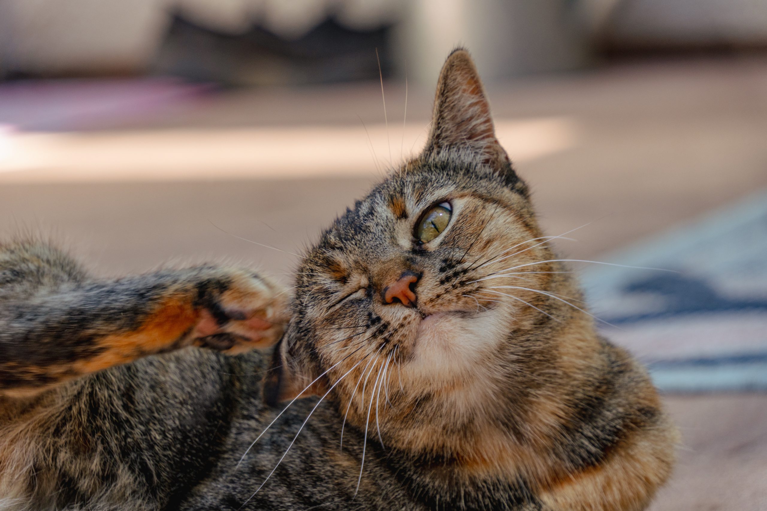 cat scratching its ear