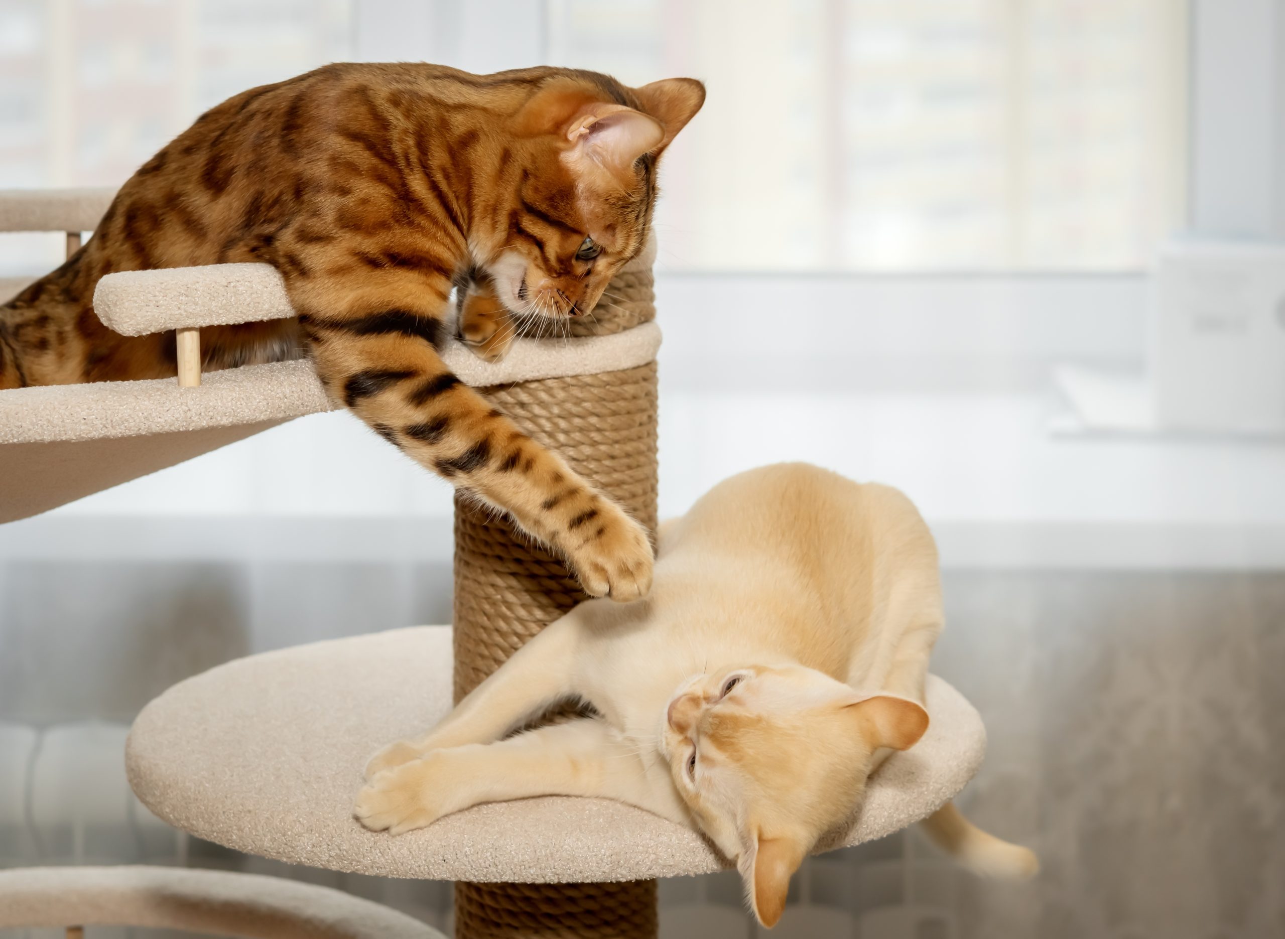 two cats fighting on a cat tree