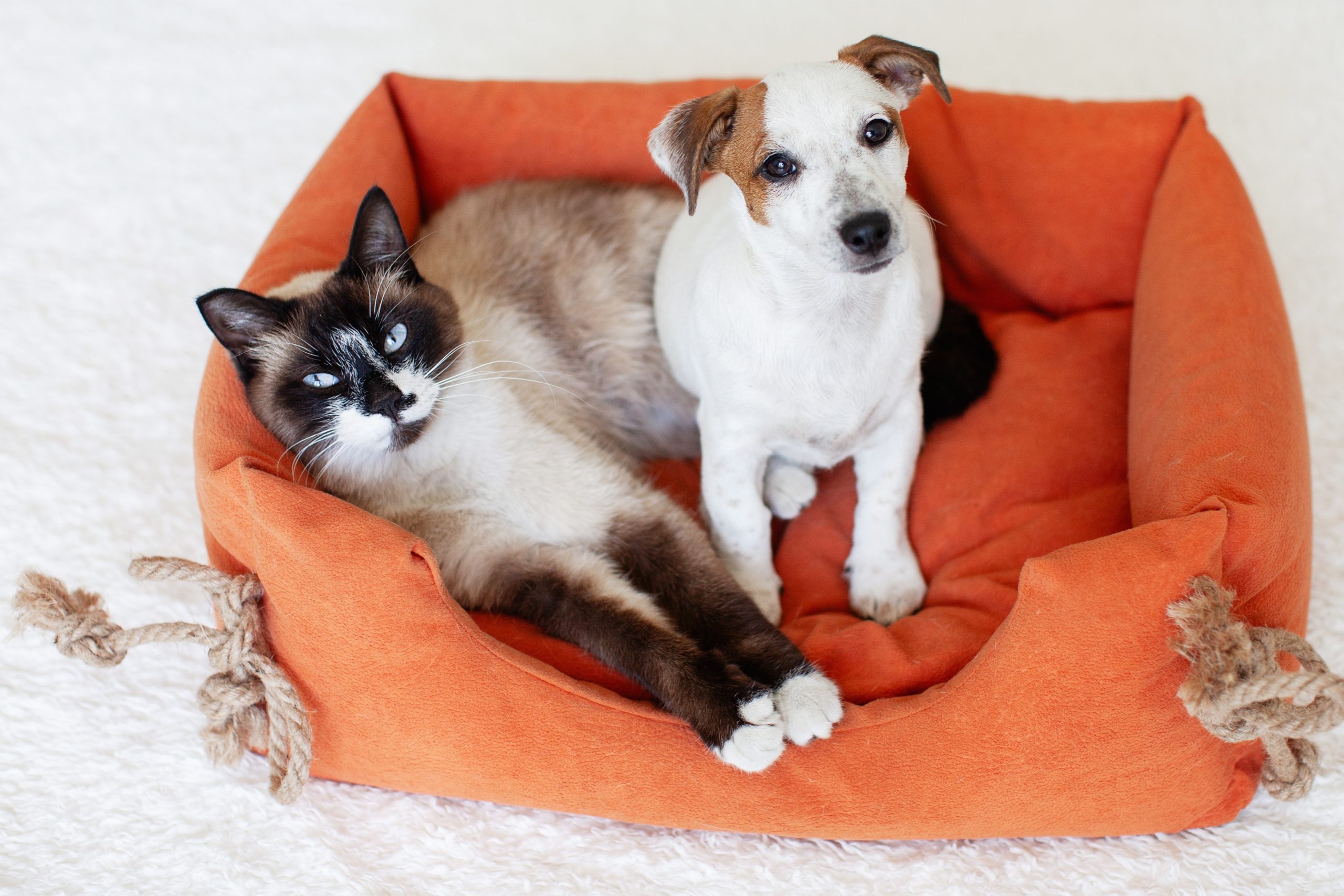 older cat and puppy sharing an orange pet bed