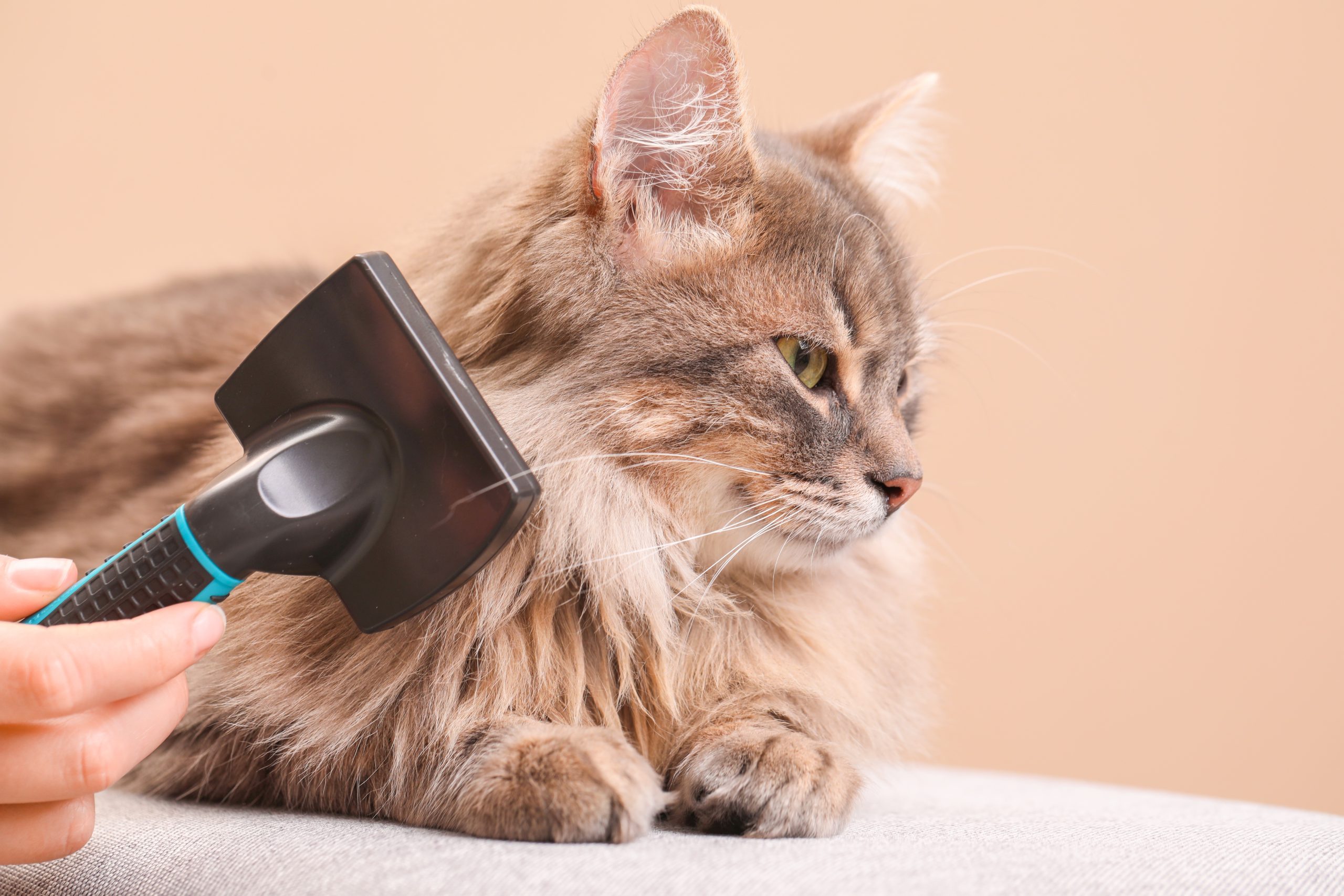 someone brushing a gray cat
