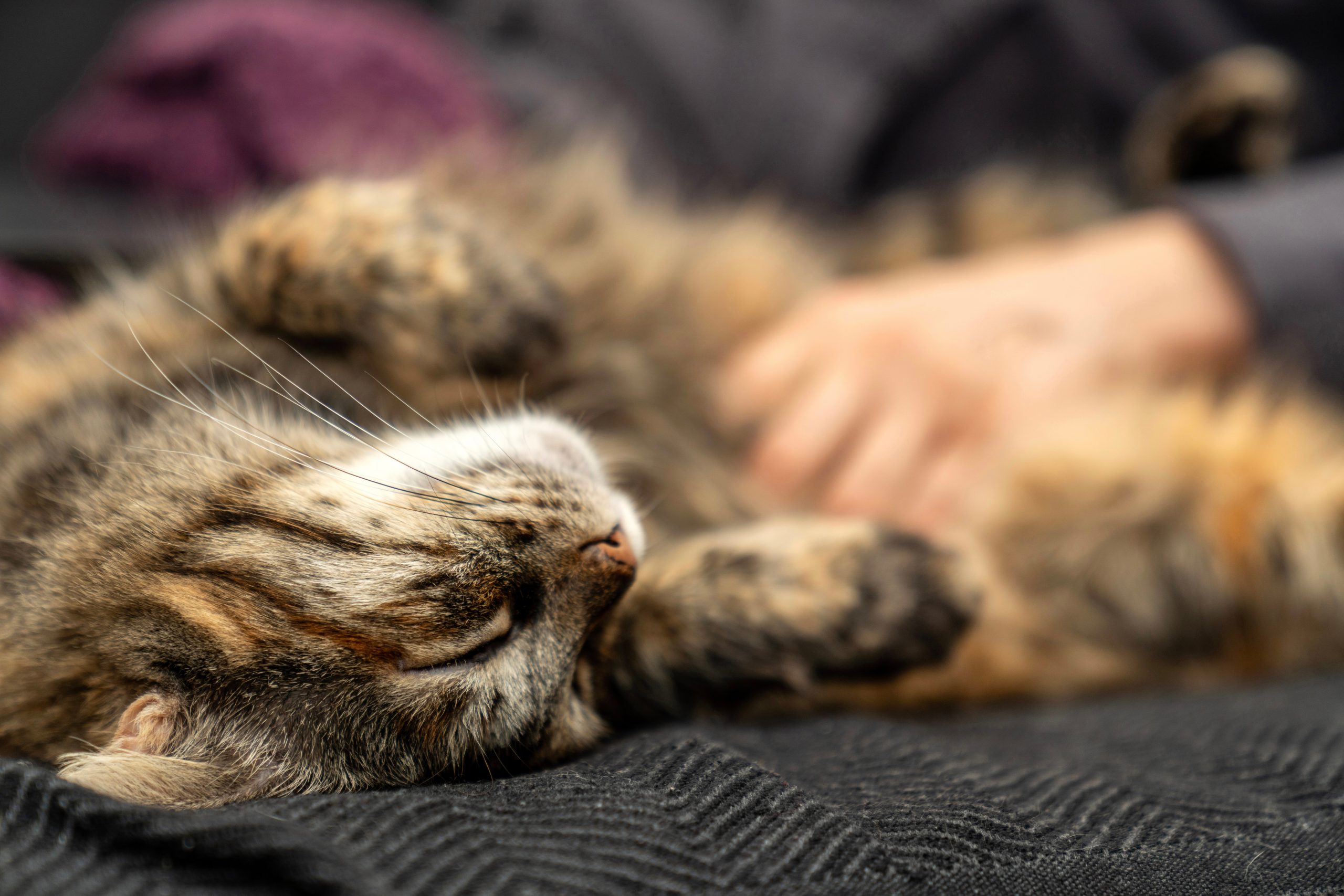 contented cat