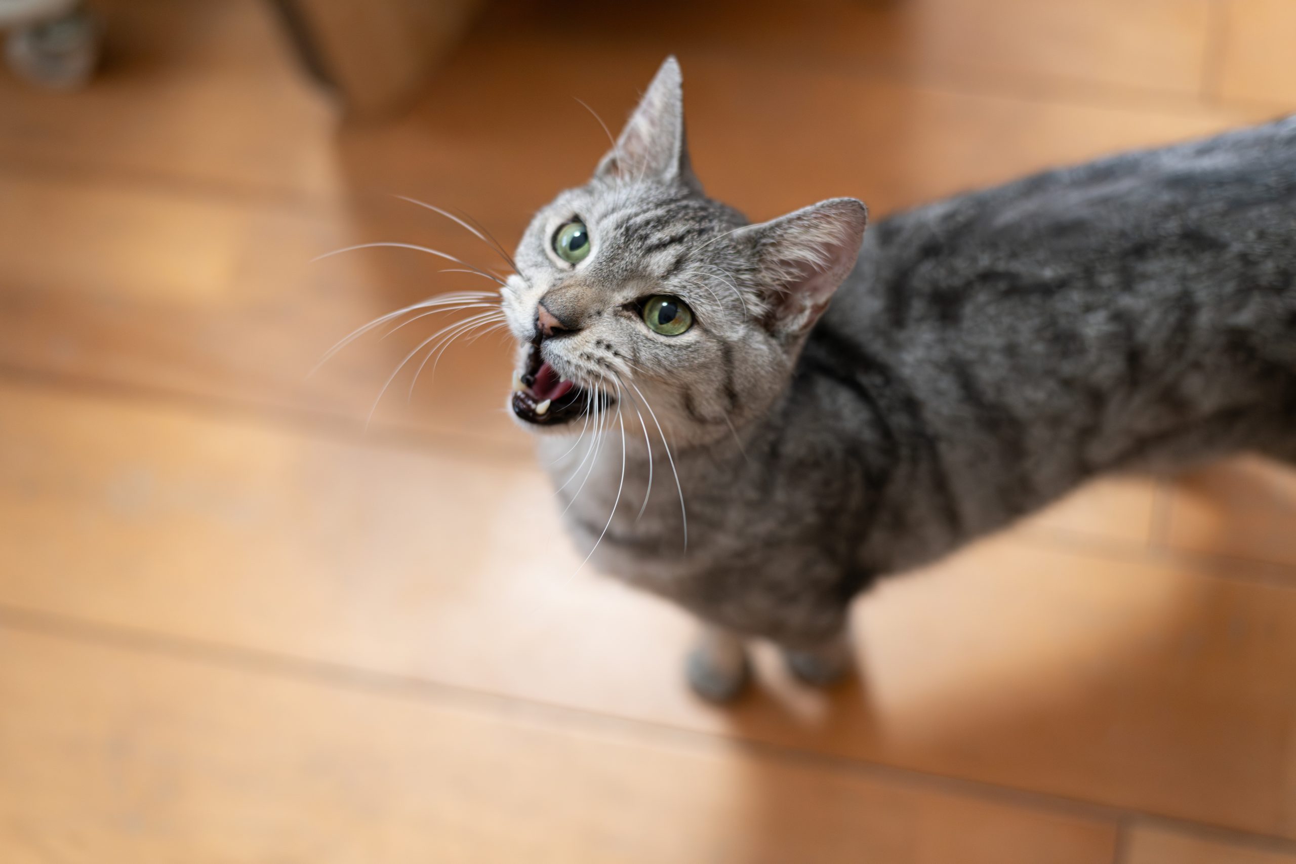 cat looking up meowing