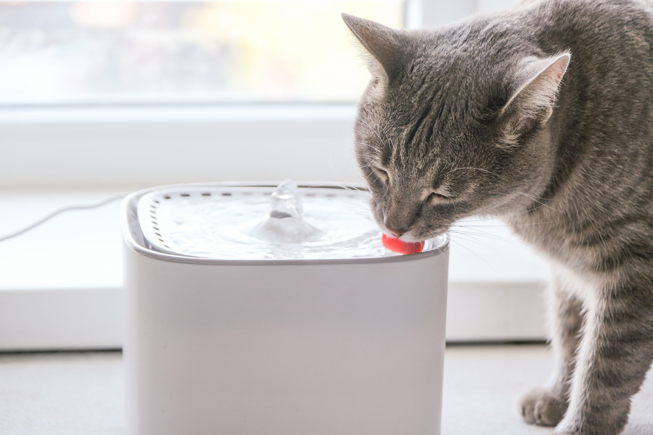 gray cat drinking from a cat water fountain