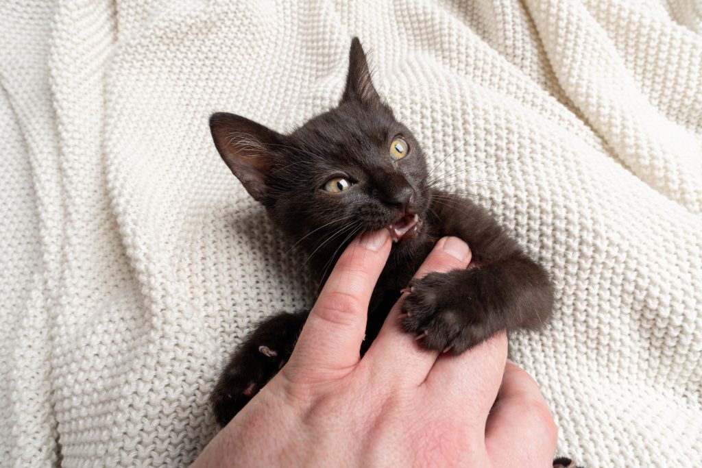 kitten gently biting hand