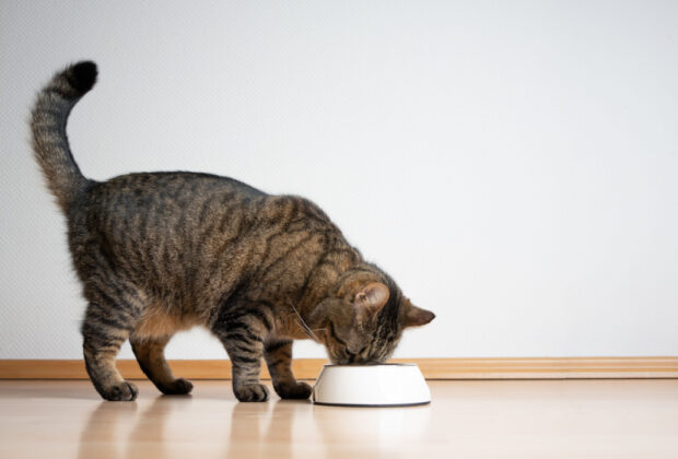 Tabby cat eating from white bowl