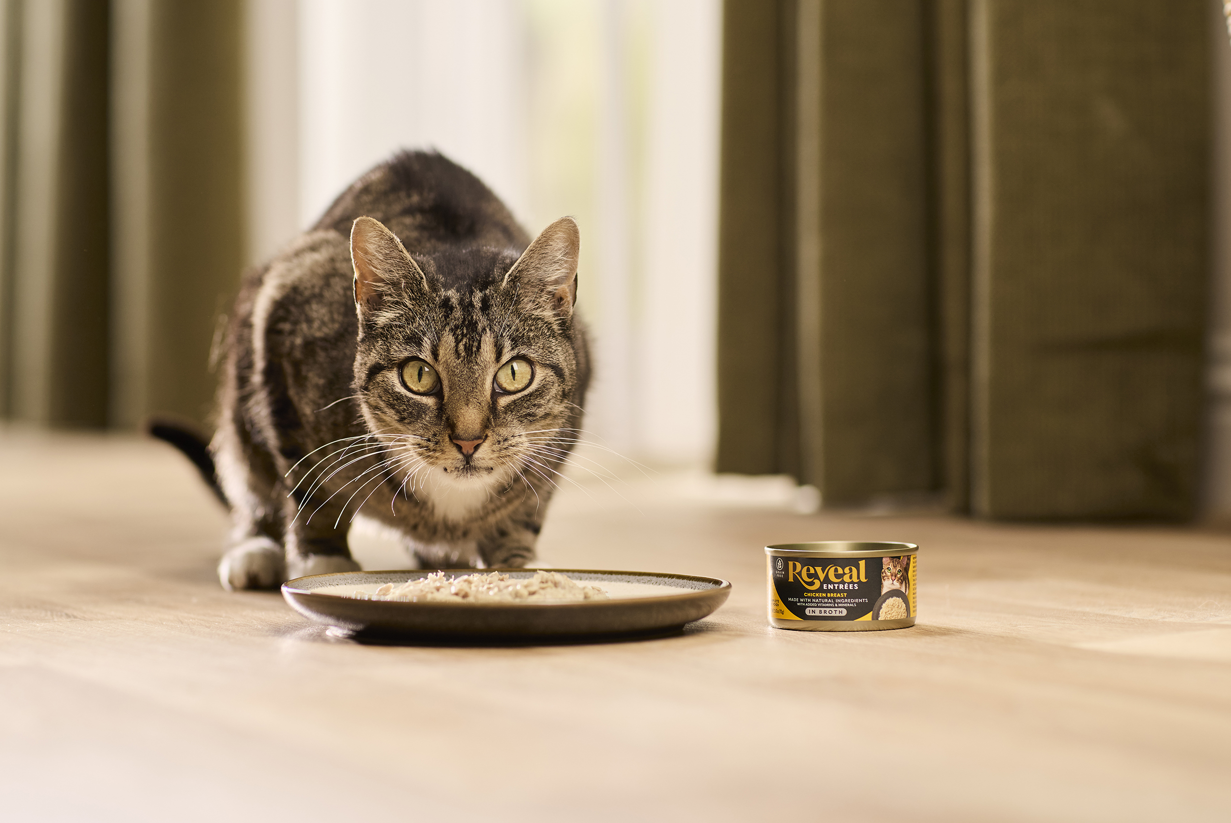 Tabby cat looking up from eating Reveal Entrees Chicken Breast in Broth