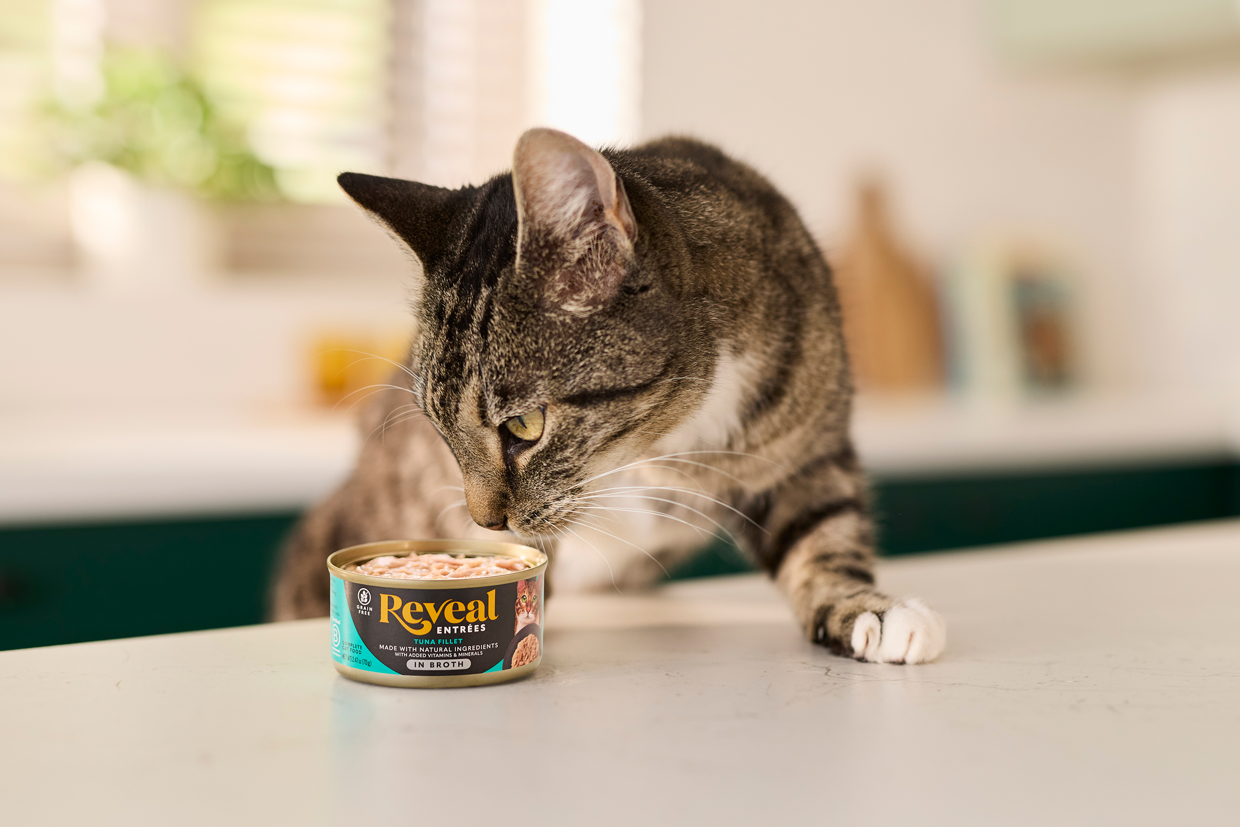 Cat Sniffing Reveal Entrees Tuna in Broth Can