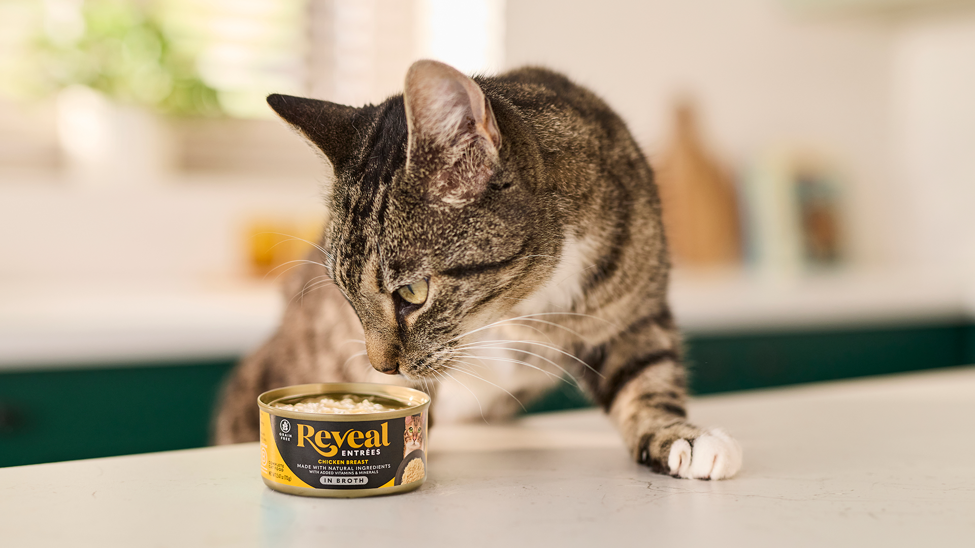 Tabby cat showing interest in Reveal Entrees Chicken in Broth can