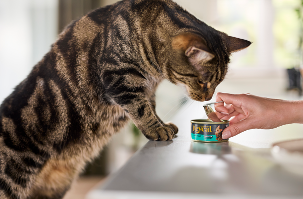 Tabby cat showing interest in Reveal tuna in broth can
