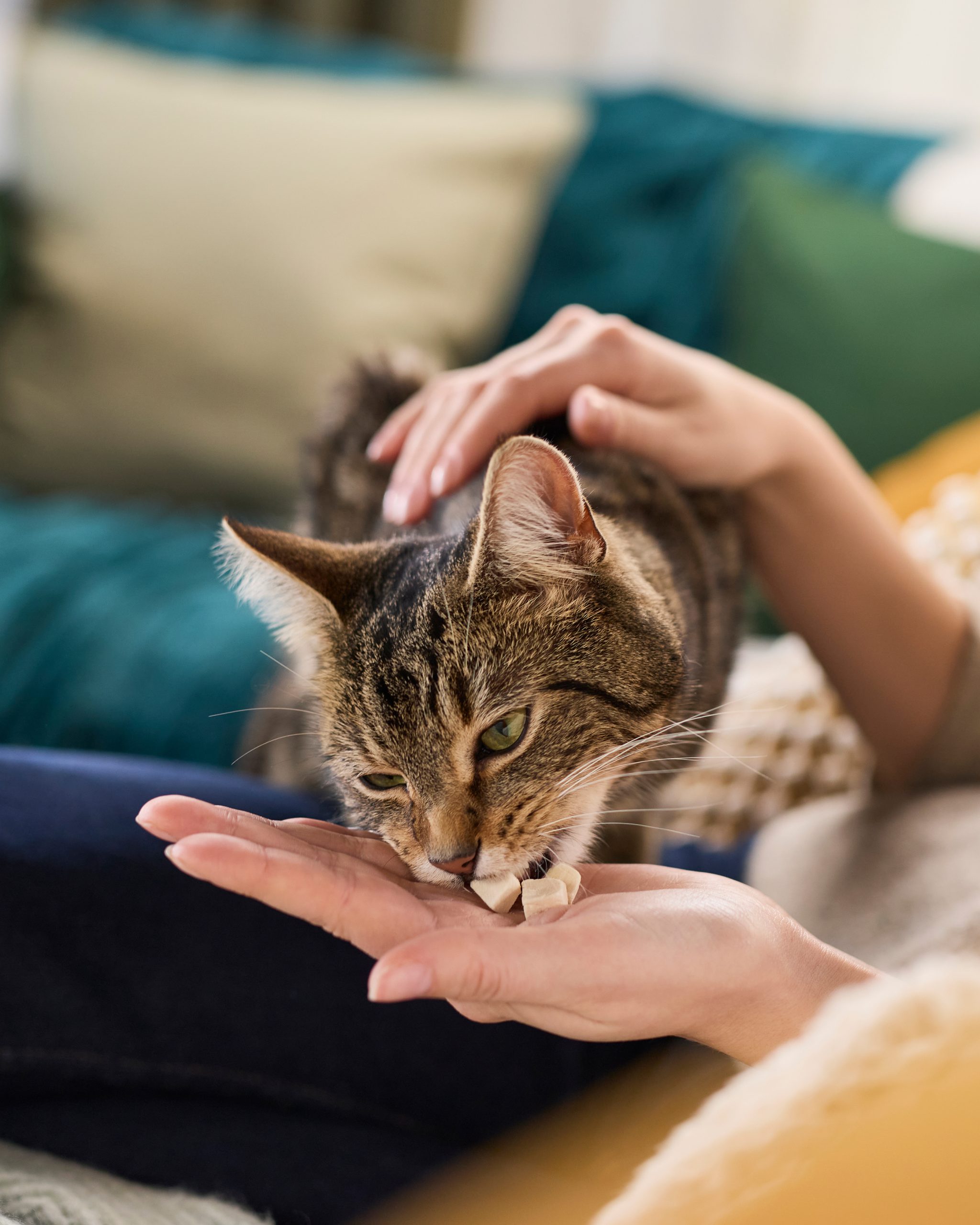 Tabby cat eating Reveal freeze dried treats chicken bites out of cat owner's hand