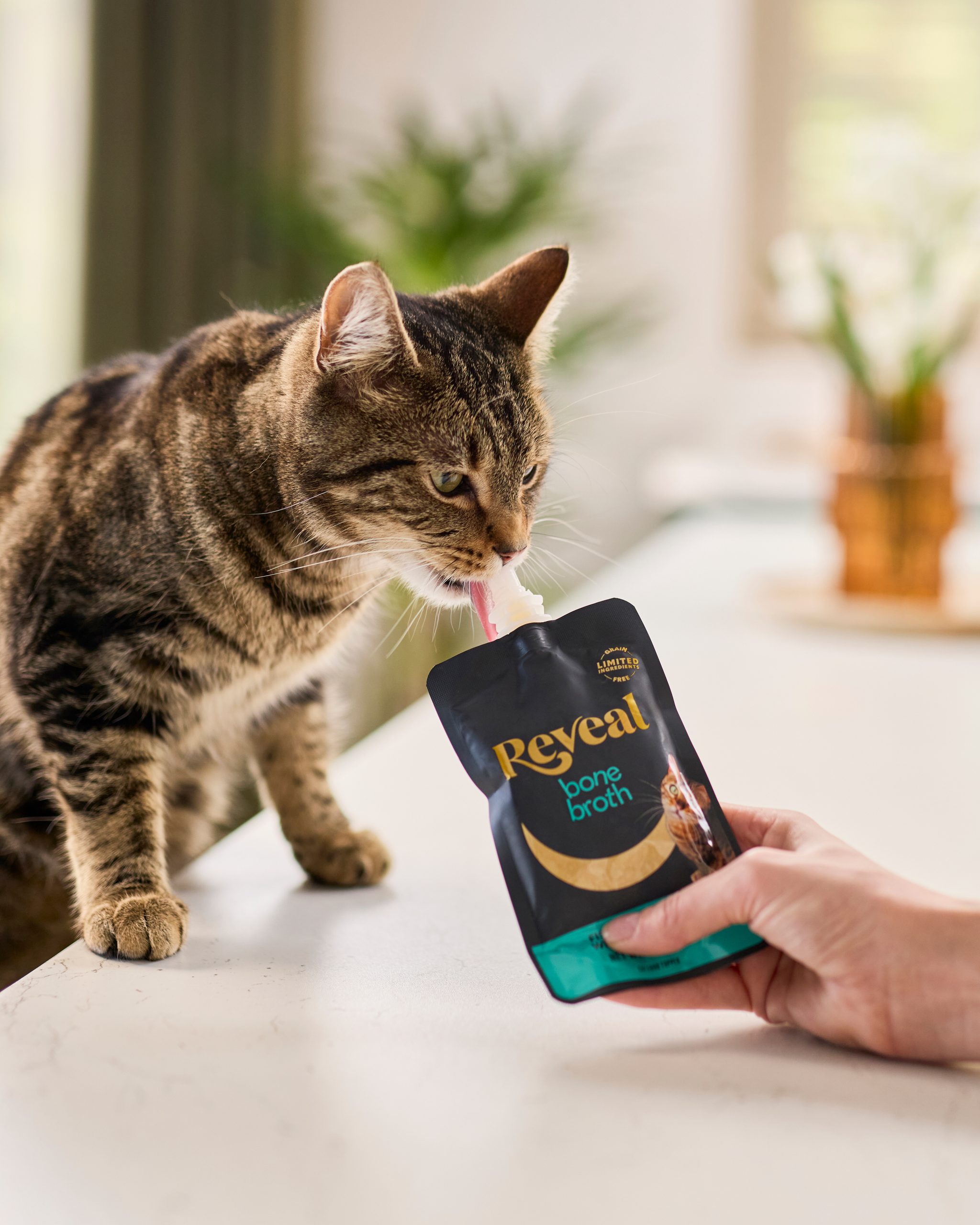 Tabby cat licking Reveal Fish Bone Broth with Tuna Fillet in Pouch