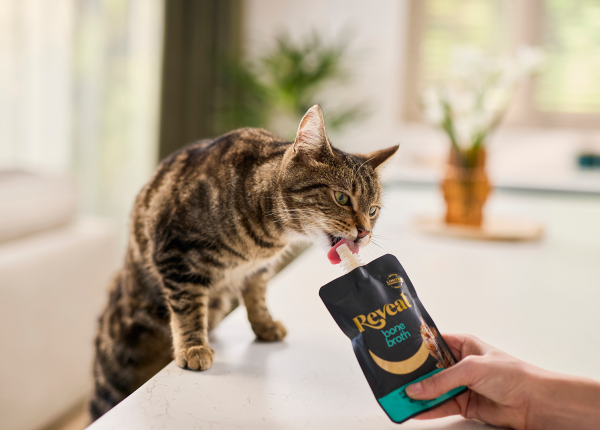 Cat licking Reveal fish bone broth from pouch